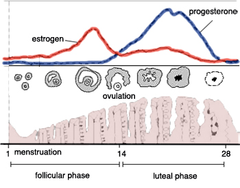 Progesterone profile of ewe showing prolonged luteal phase (possible